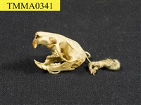 藏品(溝鼠頭骨)的圖片